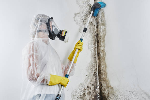 Best Office Mold Removal Services  in Conneaut Lakeshore, PA