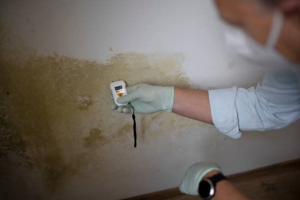 Best Mold Damage Repair  in Conneaut Lakeshore, PA