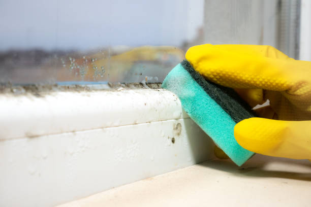 Best Black Mold Removal  in Conneaut Lakeshore, PA