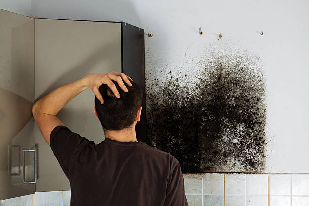 Best Toxic Mold Removal  in Conneaut Lakeshore, PA
